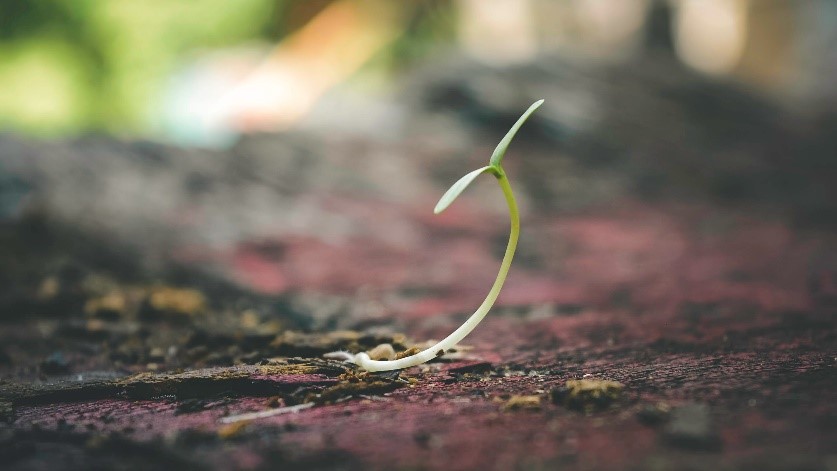 Starting Seeds Indoors: A Detailed Guide